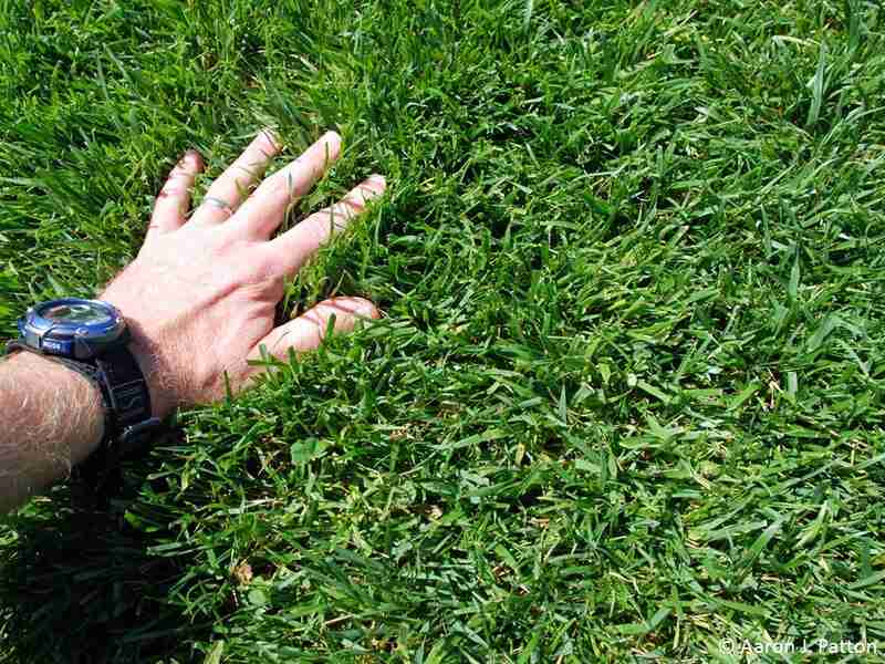 Close up image of tall fescue grass with a hand on it