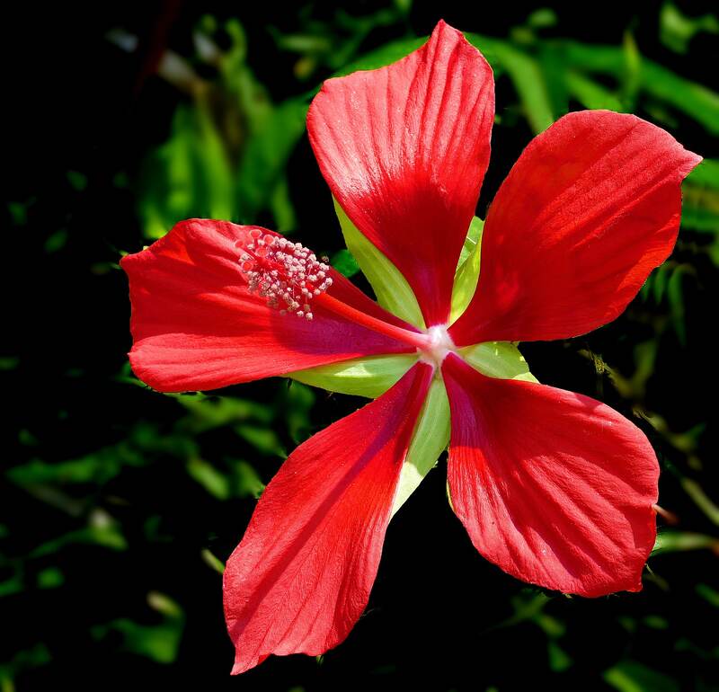 Texas Star or scarlet rose mallow -- Hibiscus coccineus