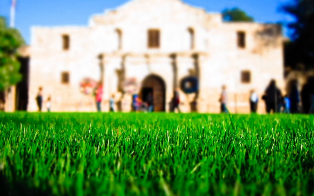 The Best Grass for Your East Texas Lawn