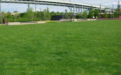 5 Best Grass Seeds for Portland, OR