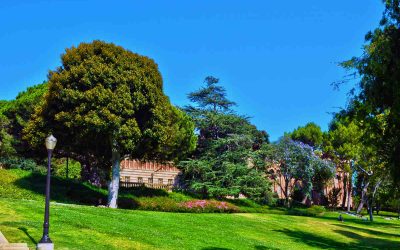 6 Best Drought-Tolerant Grass Types for Southern California