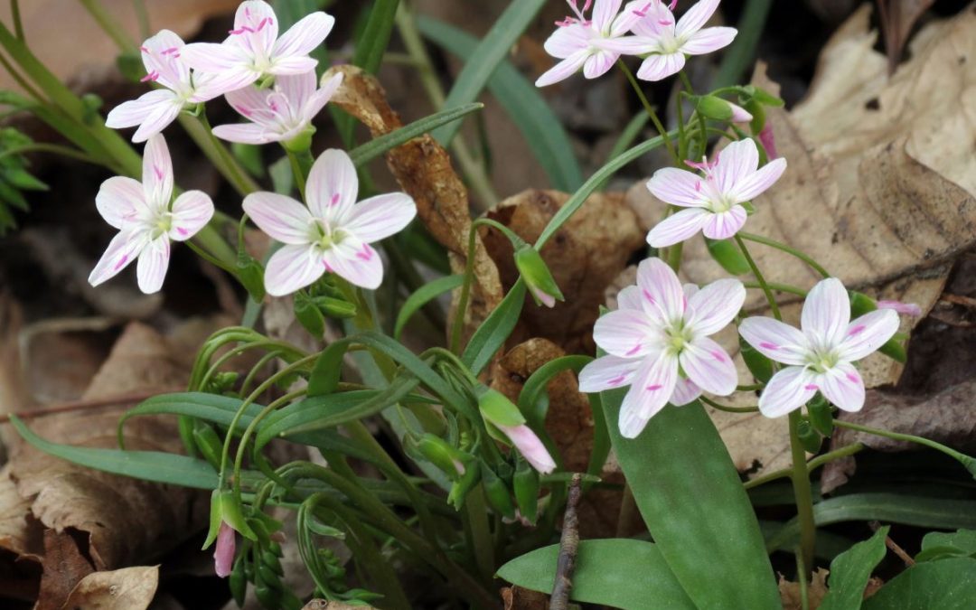 8 Best Native Plants for Northern Virginia