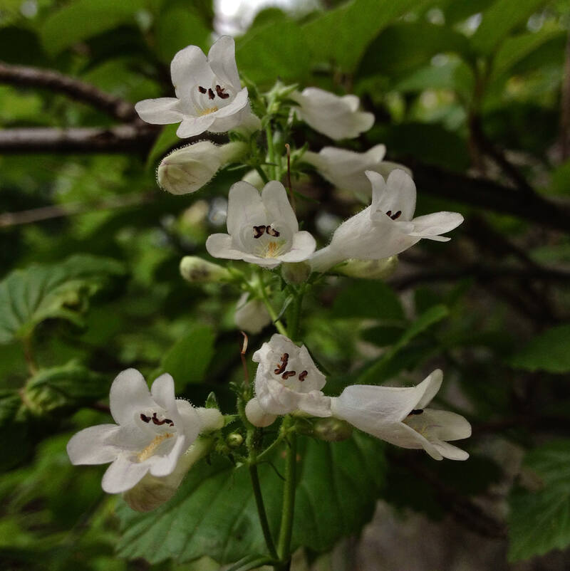White Color Beard Tongue Flower