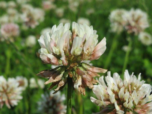13 Most Common Lawn Weeds in Ohio (And How To Control Them) | Wikilawn
