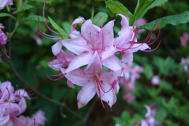 Pink Color flower with green leaves