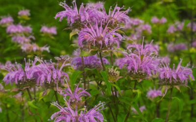 12 Best Native Plants for Pennsylvania