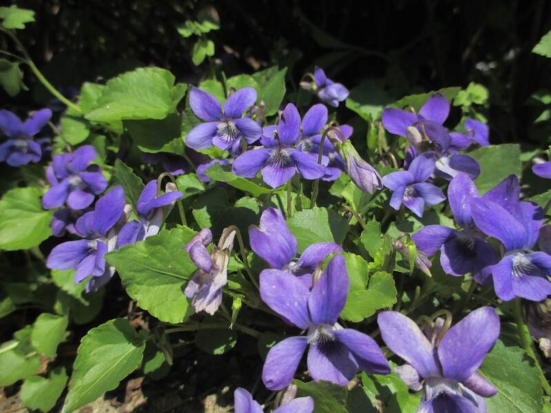 image of violet flowers on a plant