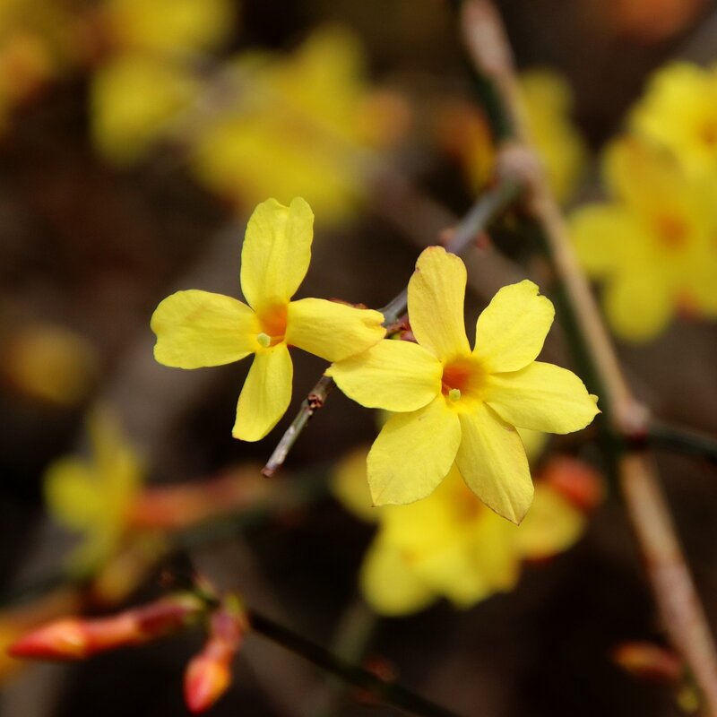 Yellow Color winter jasmine flower