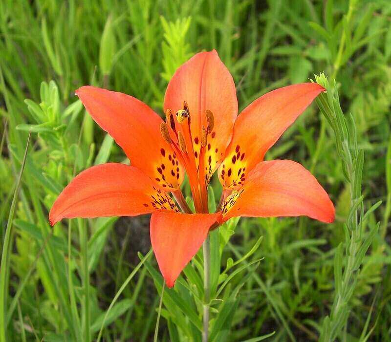 Red Color Wood Lily flower