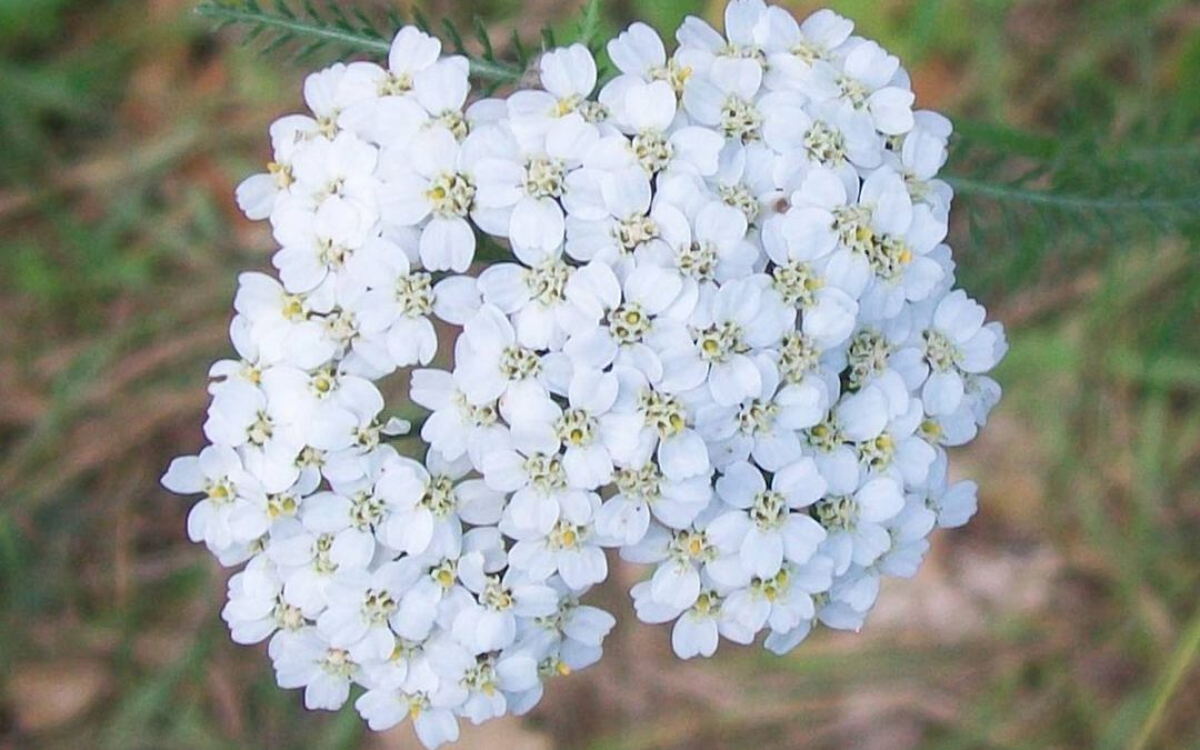 20 Best Native Plants for Montana