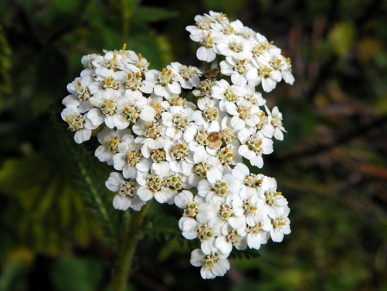 White color Yarrow Flower