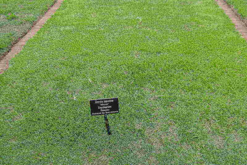 Green Color Zoysiagrass