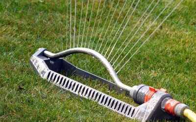 When is the Best Time to Water Your Lawn in Florida?