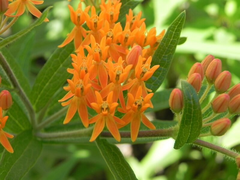 A beautiful close up of orange milkweed
