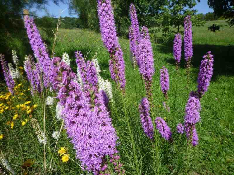 Many purple colored flowers of gayfeather