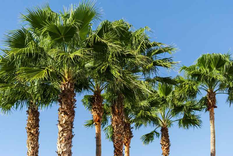 image of palm trees in florida