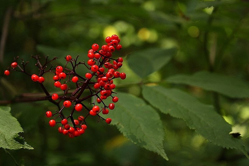 closeup image of red elderberry