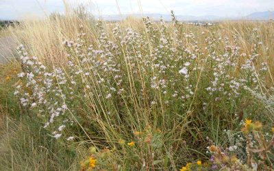 9 Best Native Plants for Eastern Washington