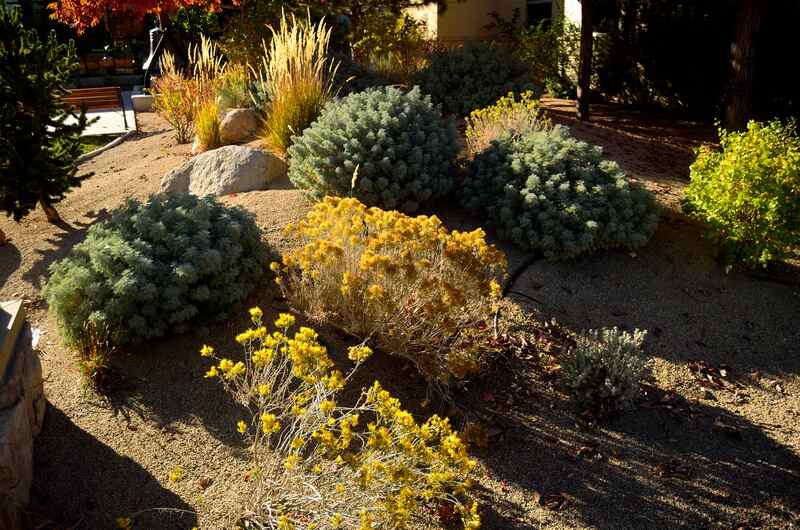image of xeriscaping in a yard