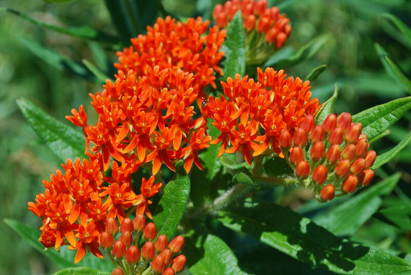 Orange color flowers with green leaves butterfly weed