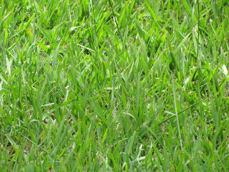 lush green bahiagrass lawn