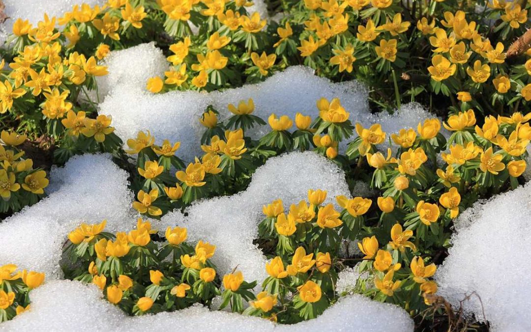 9 Best Winter Flowers for New York