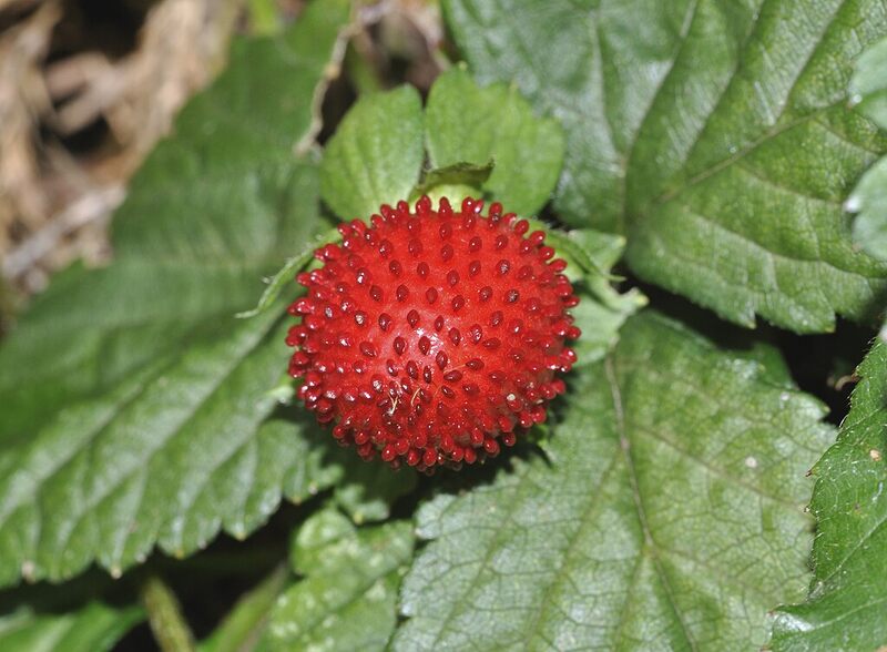 bright red Mock Strawberry (Potentilla indica)