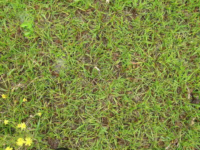 sparse bahiagrass on ground