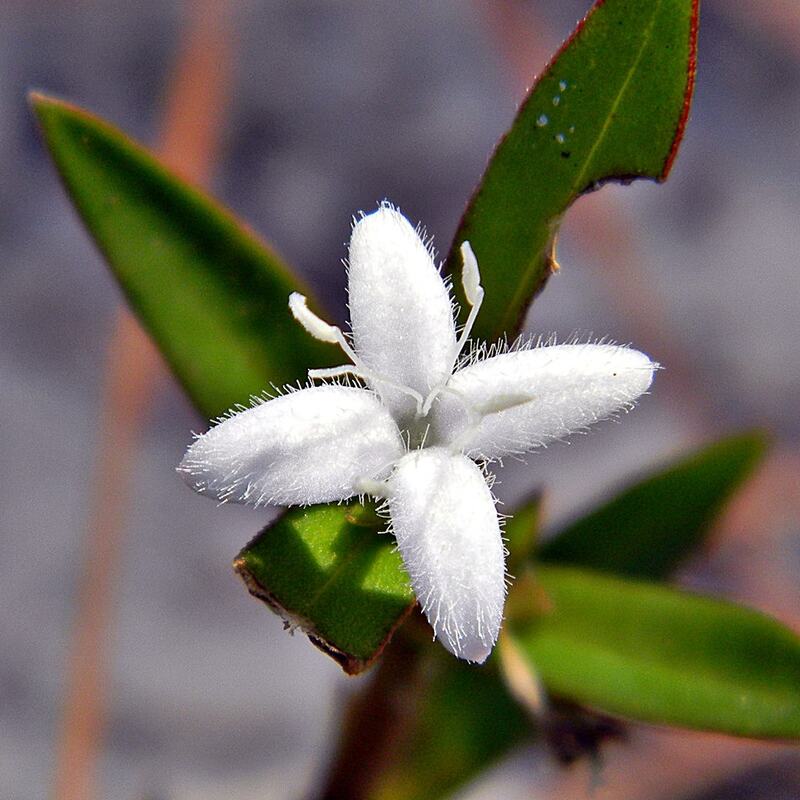 close up of Virginia Buttonweed (Diodia virginiana) white flower