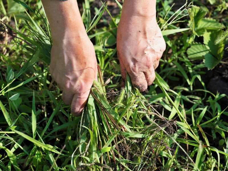 Hands pulling weeds out of soil and grass