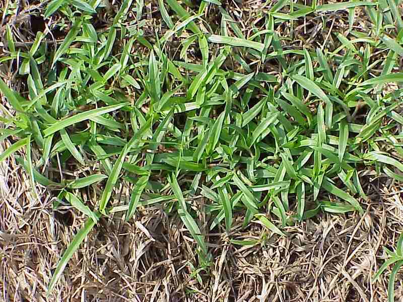 Doveweed (Murdannia nudiflora)