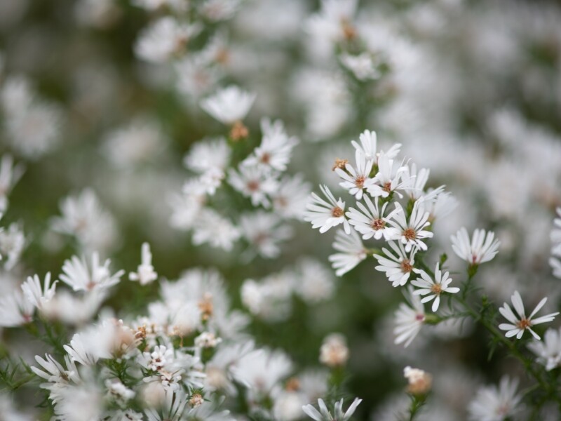 White frost aster flowers