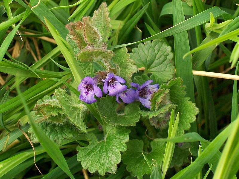 Ground Ivy close-up with purple flowers