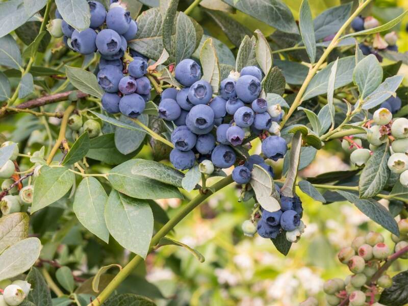 Ripe highbush blueberries