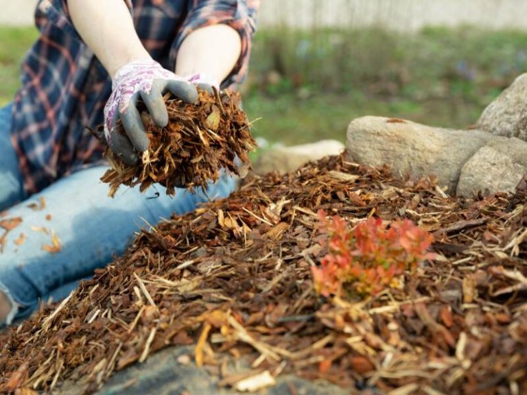 DIY Hydroseeding: How to Hydroseed Your Own Lawn in 11 Steps | Wikilawn