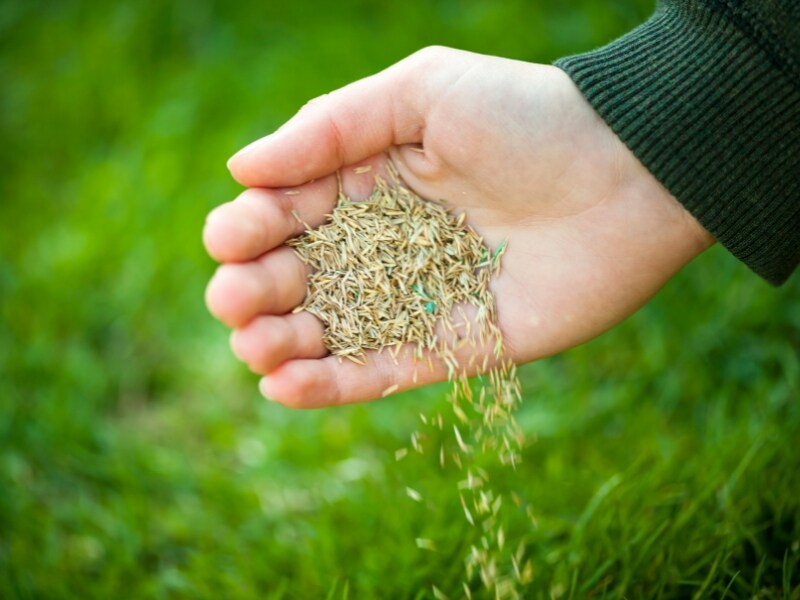 grass seeds pouring out of someone's hand, used for seeding a lawn