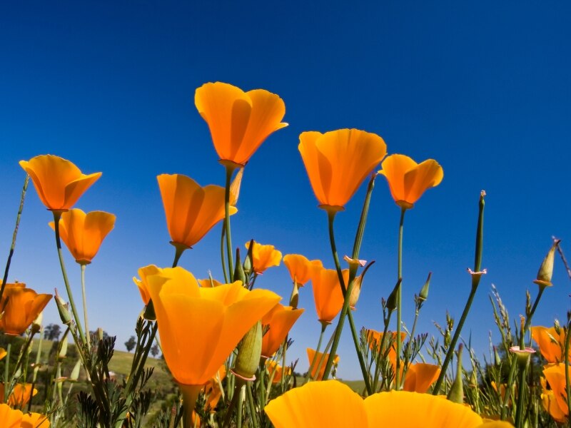 Bright orange California poppies against a blue sky
