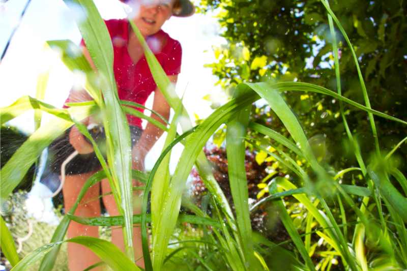 woman spraying weed killer in the garden
