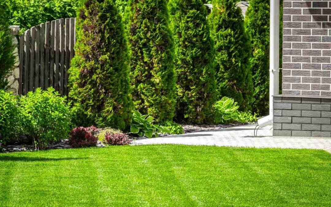 When and How To Fertilize Your Lawn