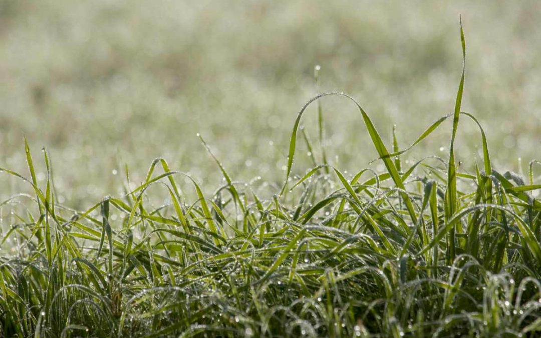 Guide to Cool-Season Grasses