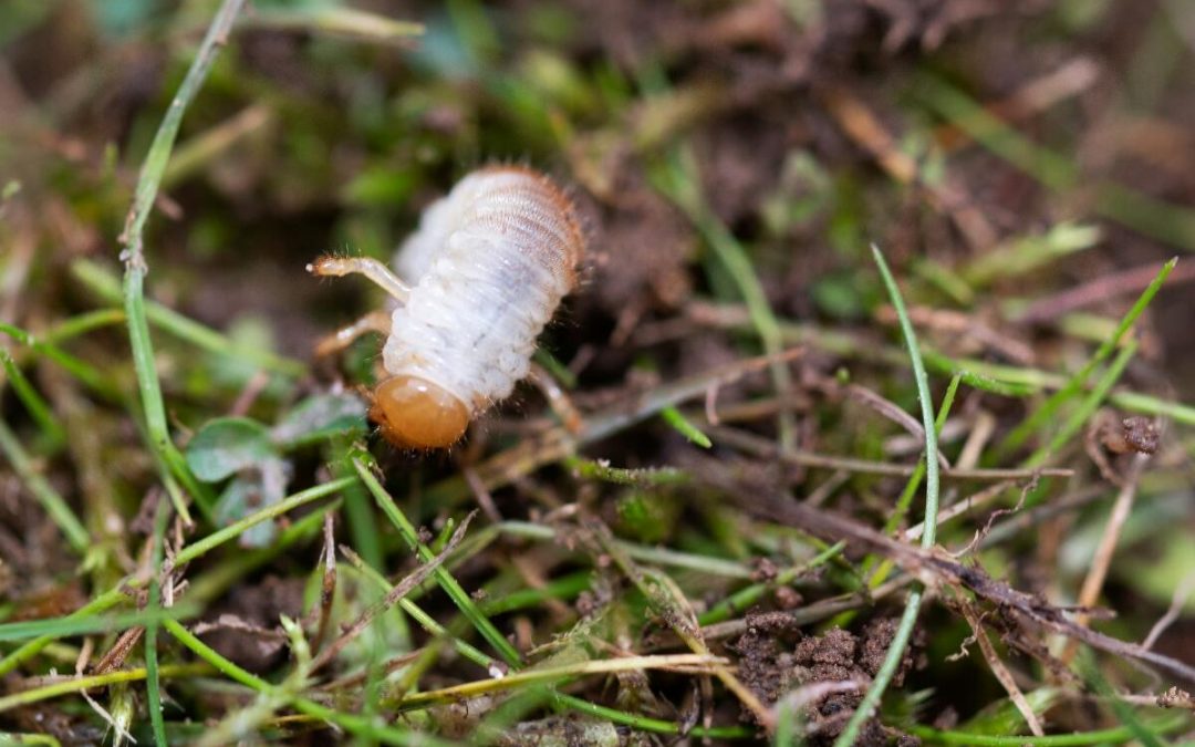 Signs of Grubs in Your Lawn