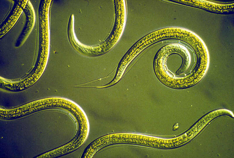 beneficial nematodes under a microscope