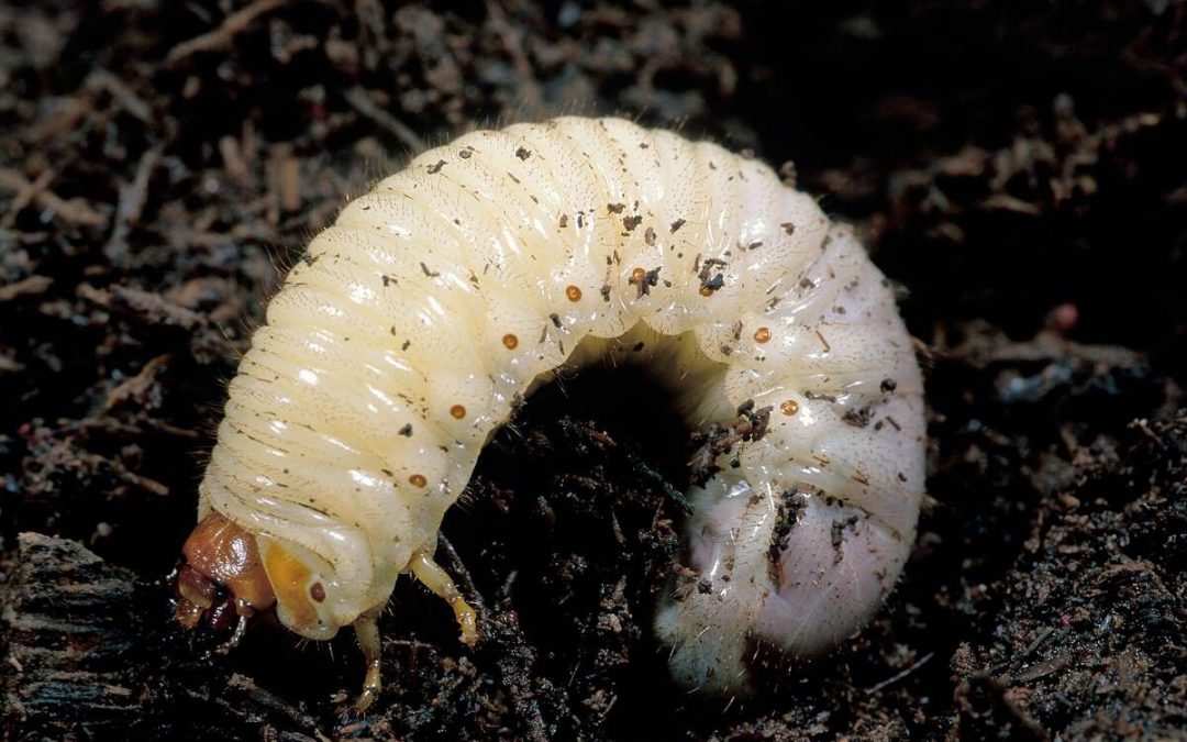 How to Get Rid of Grubs in Your Lawn