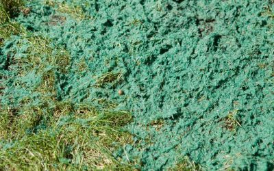 How Much Does Hydroseeding Cost?