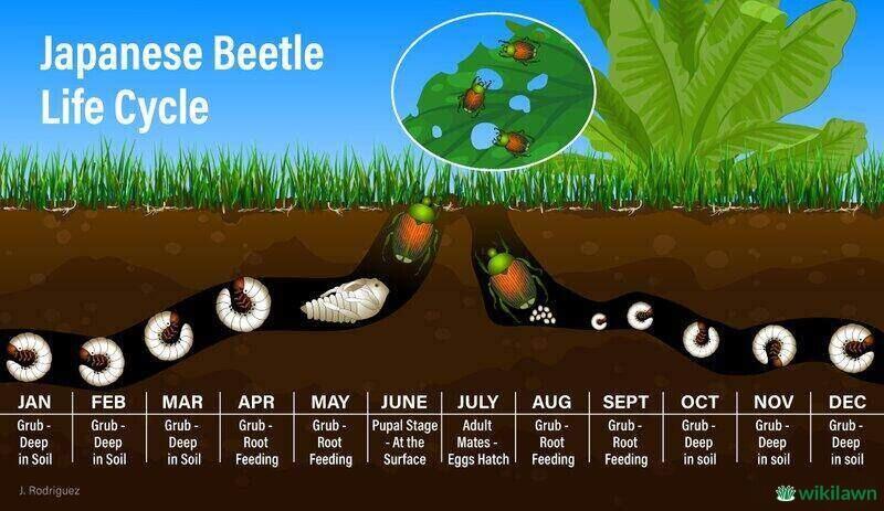 Japanese Beetle Life Cycle infographic