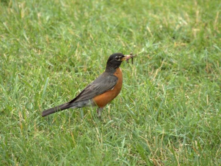 Signs of Grubs in Your Lawn | Wikilawn