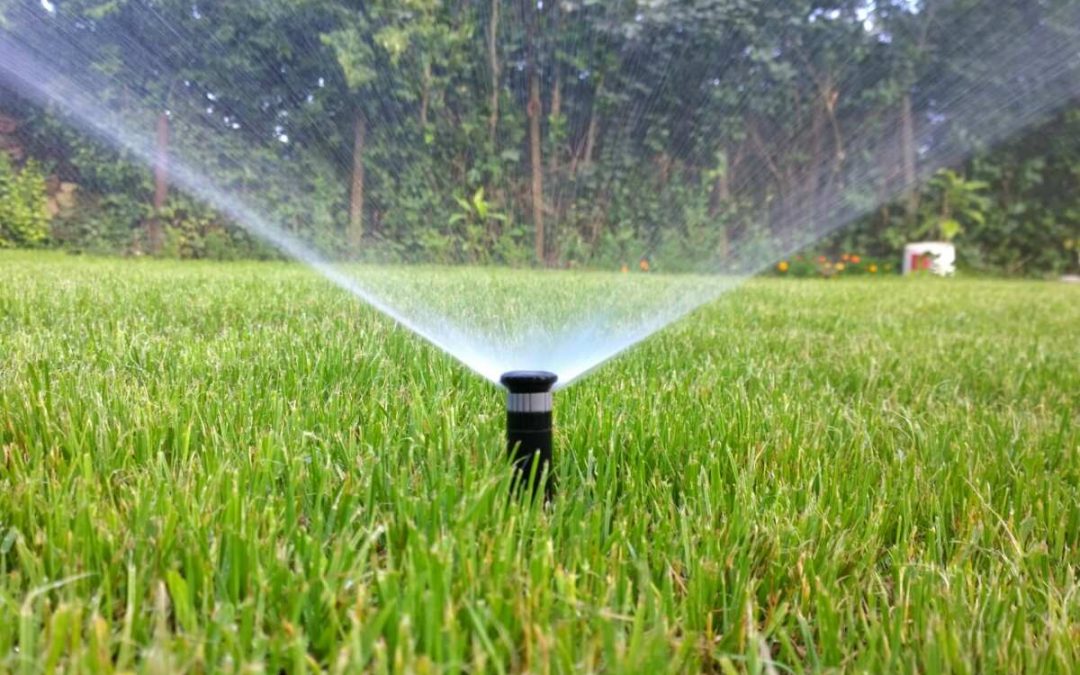 When to Water the Lawn After Applying Weed and Feed 