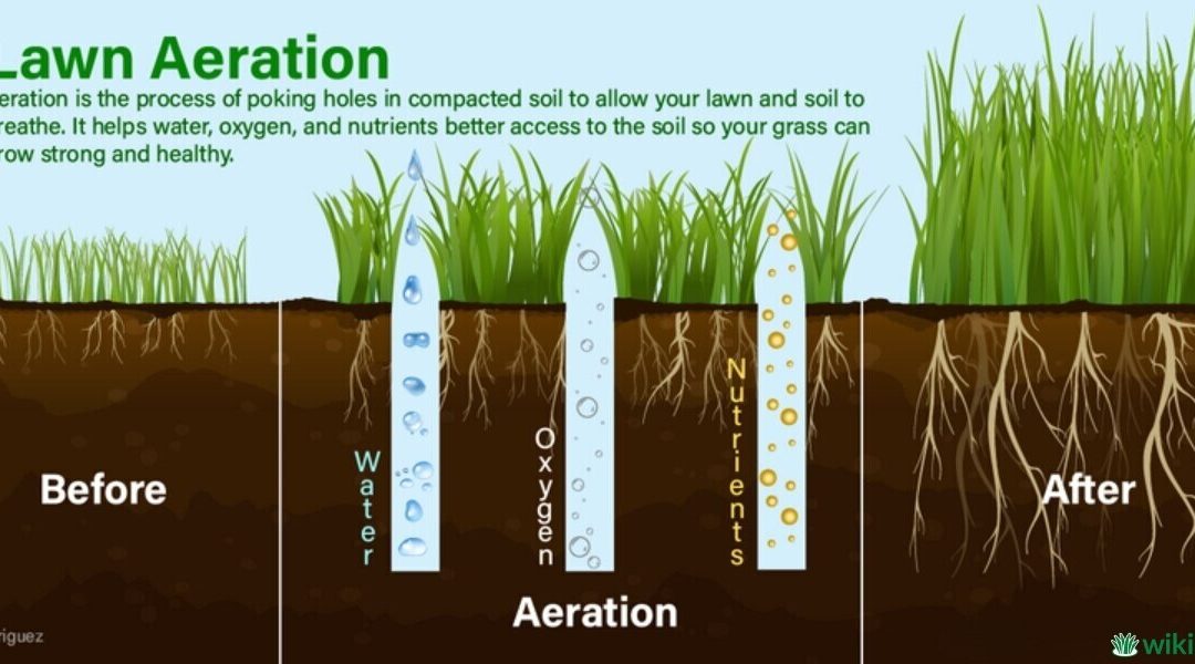 When and How to Aerate Your Lawn